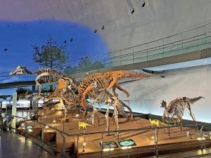 福井県立恐竜博物館 短時間で見学するには?時短の徹底ポイント