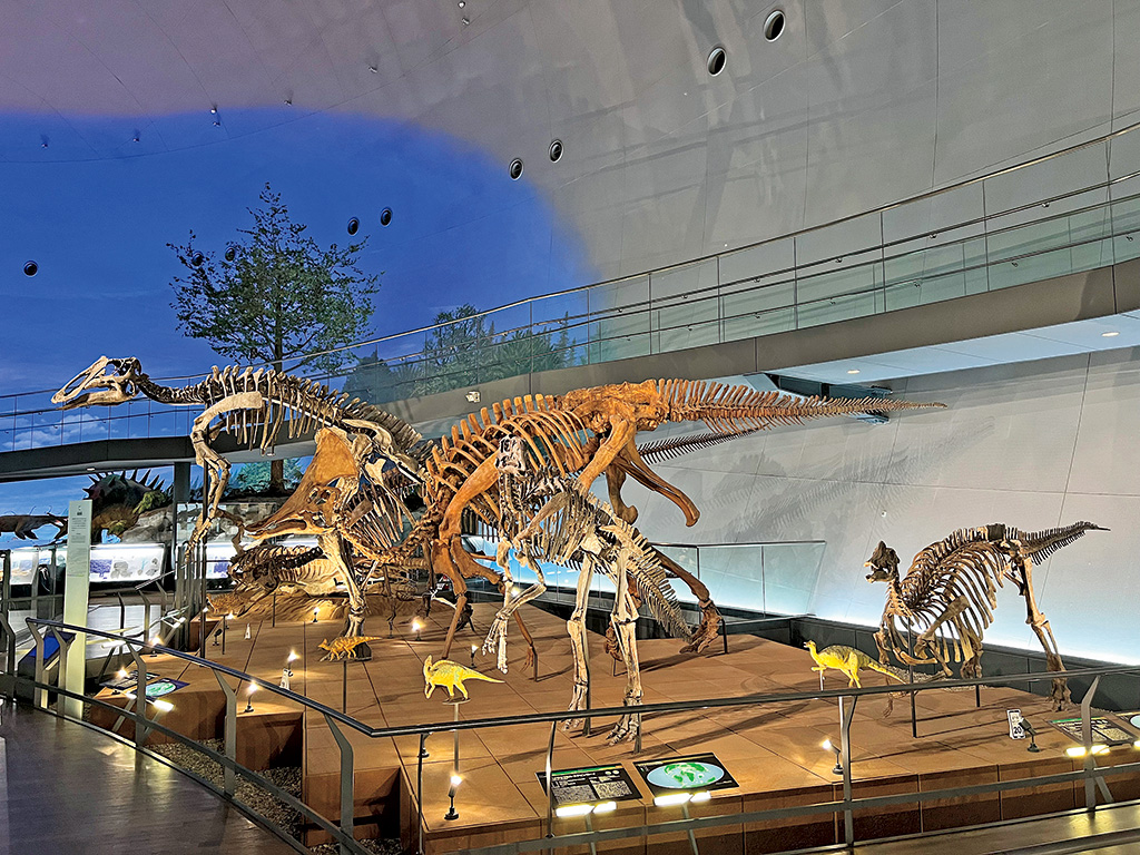 福井県立恐竜博物館（勝山市）