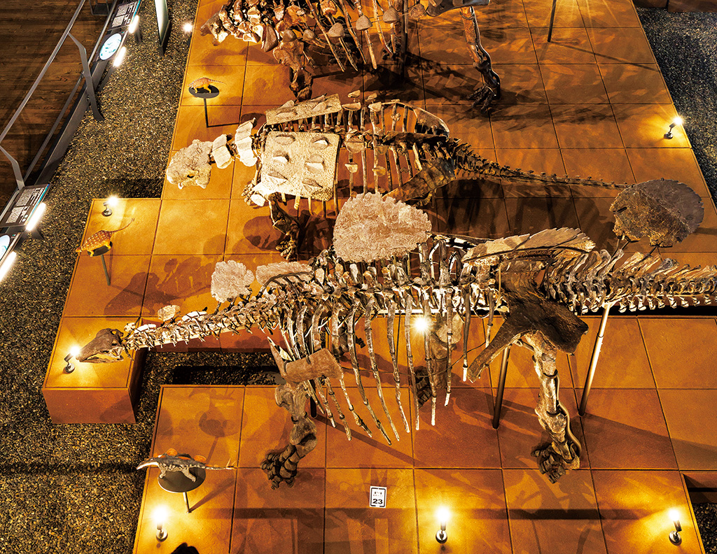 ホロタイプのヘスペロサウルス・ムーシ/福井県立恐竜博物館(勝山市)