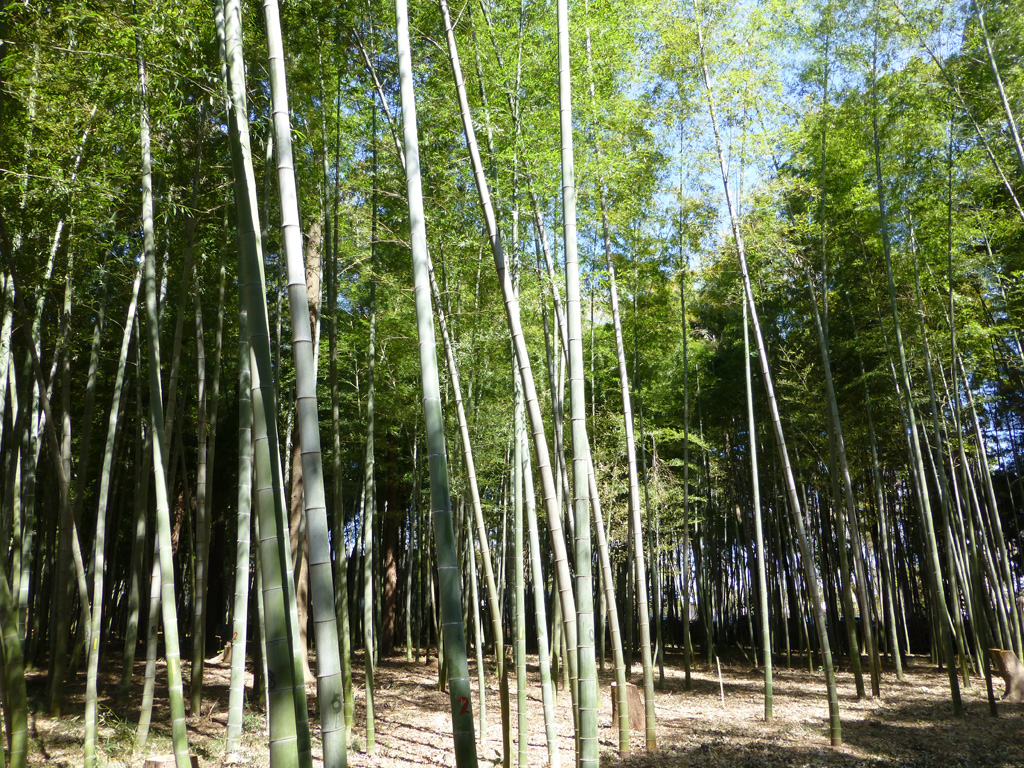 「井上農園」(埼玉県/所沢市)