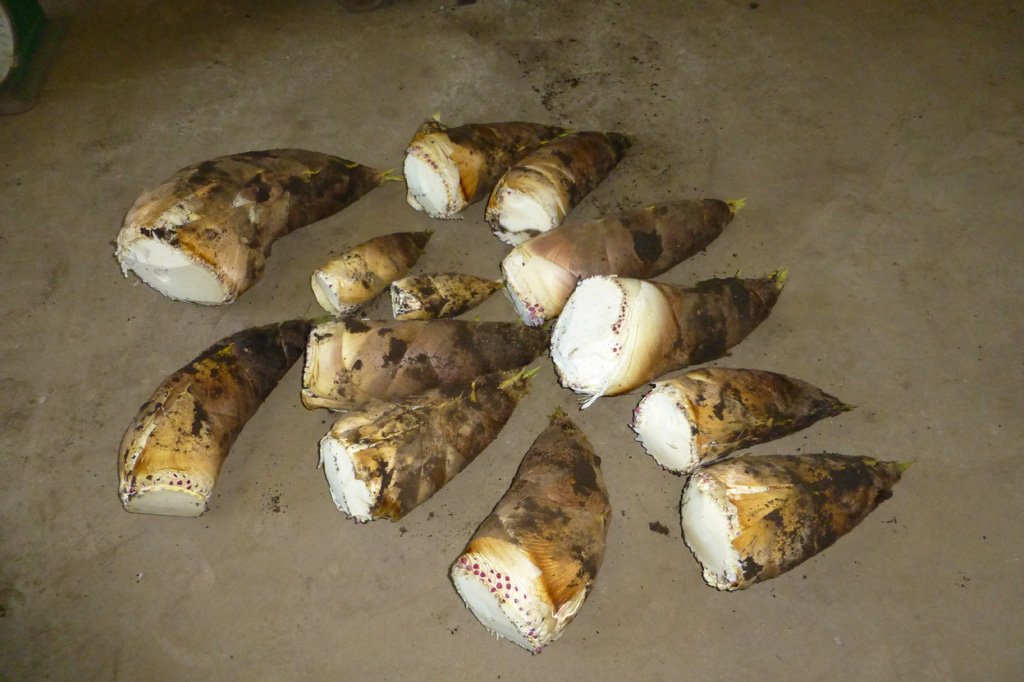 「井上農園」(埼玉県/所沢市)