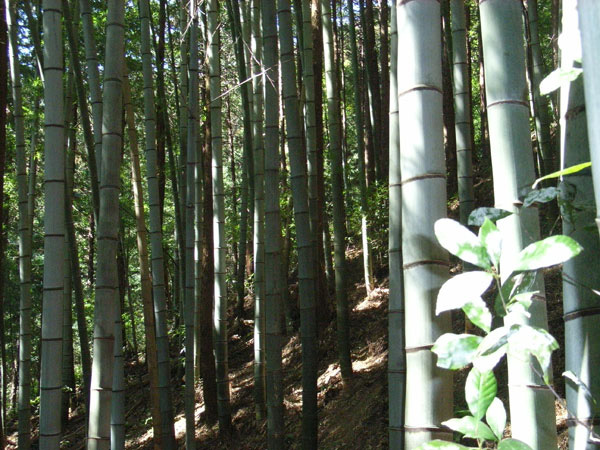 「龍ヶ谷ドリーム王国」(埼玉県/越生町)