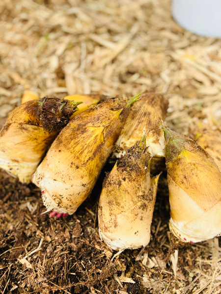 「道の駅アグリパーク竜王」(滋賀県/竜王町)