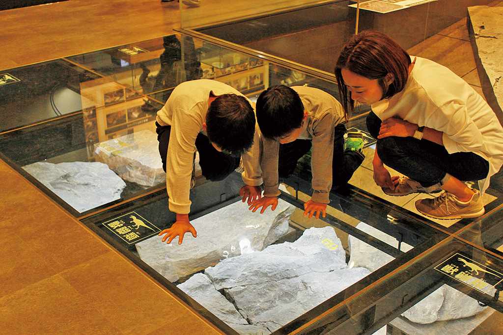化石をじっくり観察する様子/福井県立恐竜博物館（勝山市）