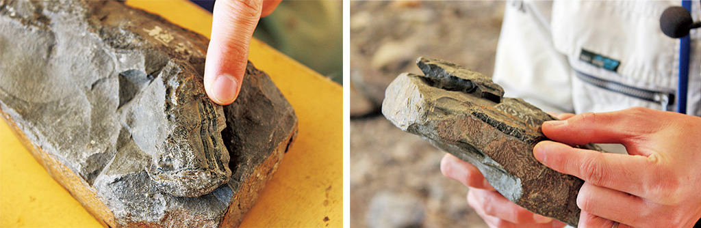 木の化石と枝の化石/福井県立恐竜博物館(勝山市)