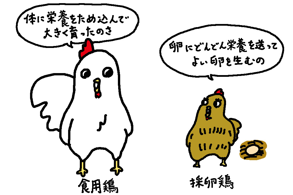 宮崎県の特産品「ブランド鶏」