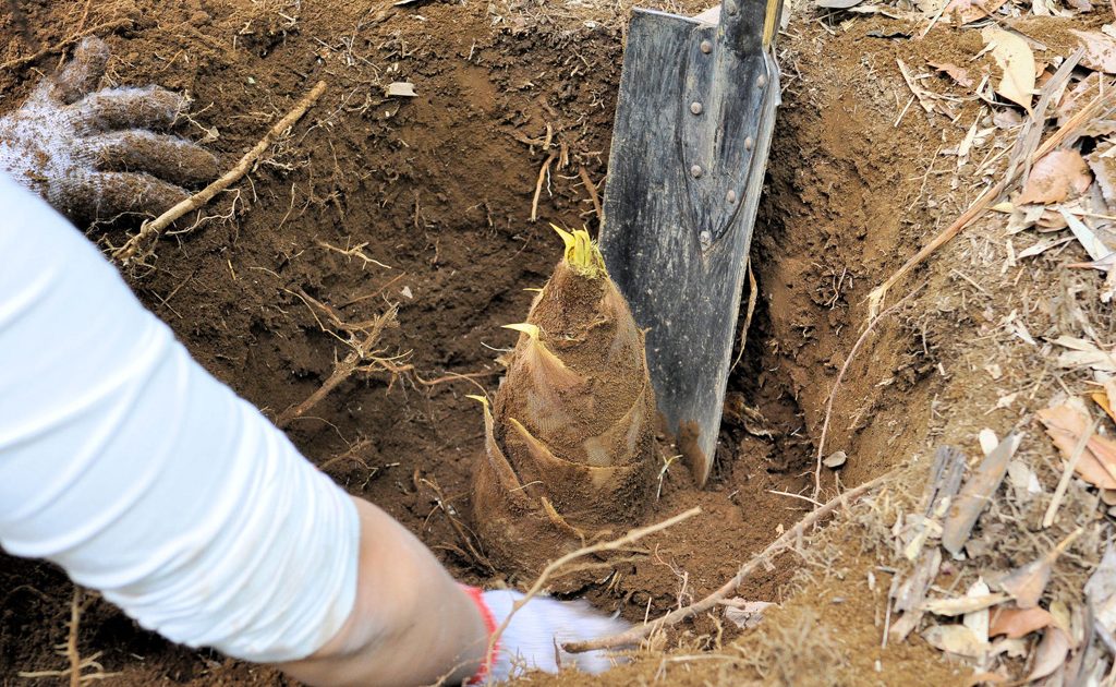 千葉県でタケノコ掘りを体験！木更津・芝山・大多喜などのおすすめ