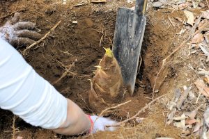 千葉県でタケノコ掘りを体験！木更津・芝山・大多喜などのおすすめスポット5選