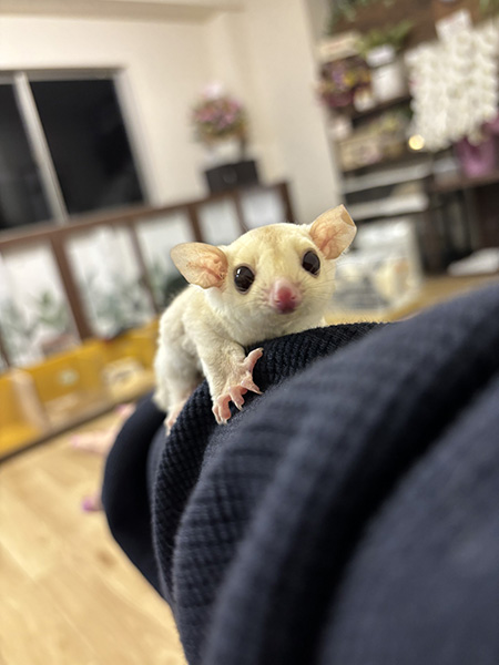 フクロモモンガの、くみちゃん/動物ふれあい Luff(京都府/京田辺市)