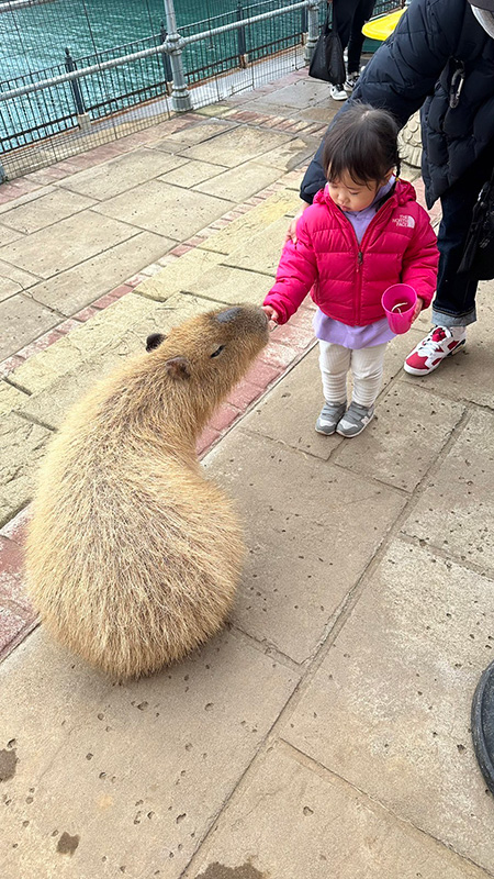カピバラへのエサやり/ワクワクいきものワールド in 和歌山マリーナシティ(和歌山県/和歌山市)