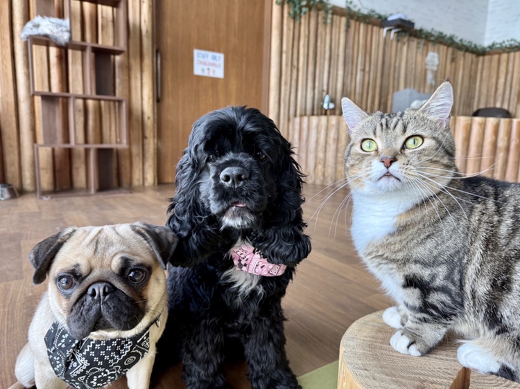 わんにゃんリビング/天保山アニパ(大阪府/大阪市)