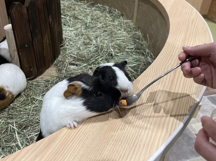 ふれあいガーデン/天保山アニパ(大阪府/大阪市)