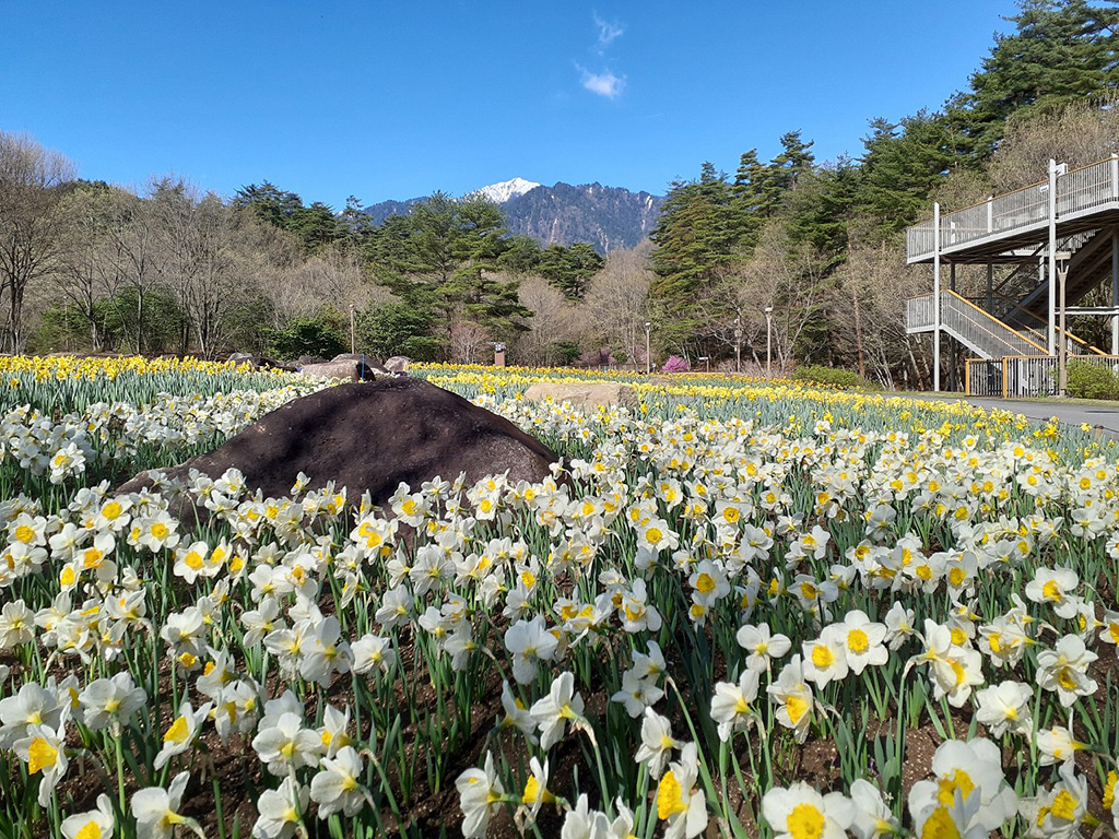 スイセン・チューリップの花畑/Spring Festa2024~春の森で遊ぼう!新緑ピクニック~(長野県/大町市)