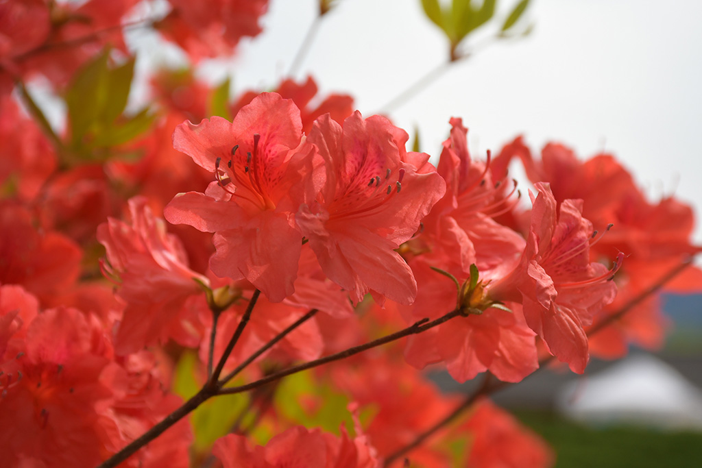 ツツジ/Spring Festa2024~春の森で遊ぼう!新緑ピクニック~(長野県/大町市)