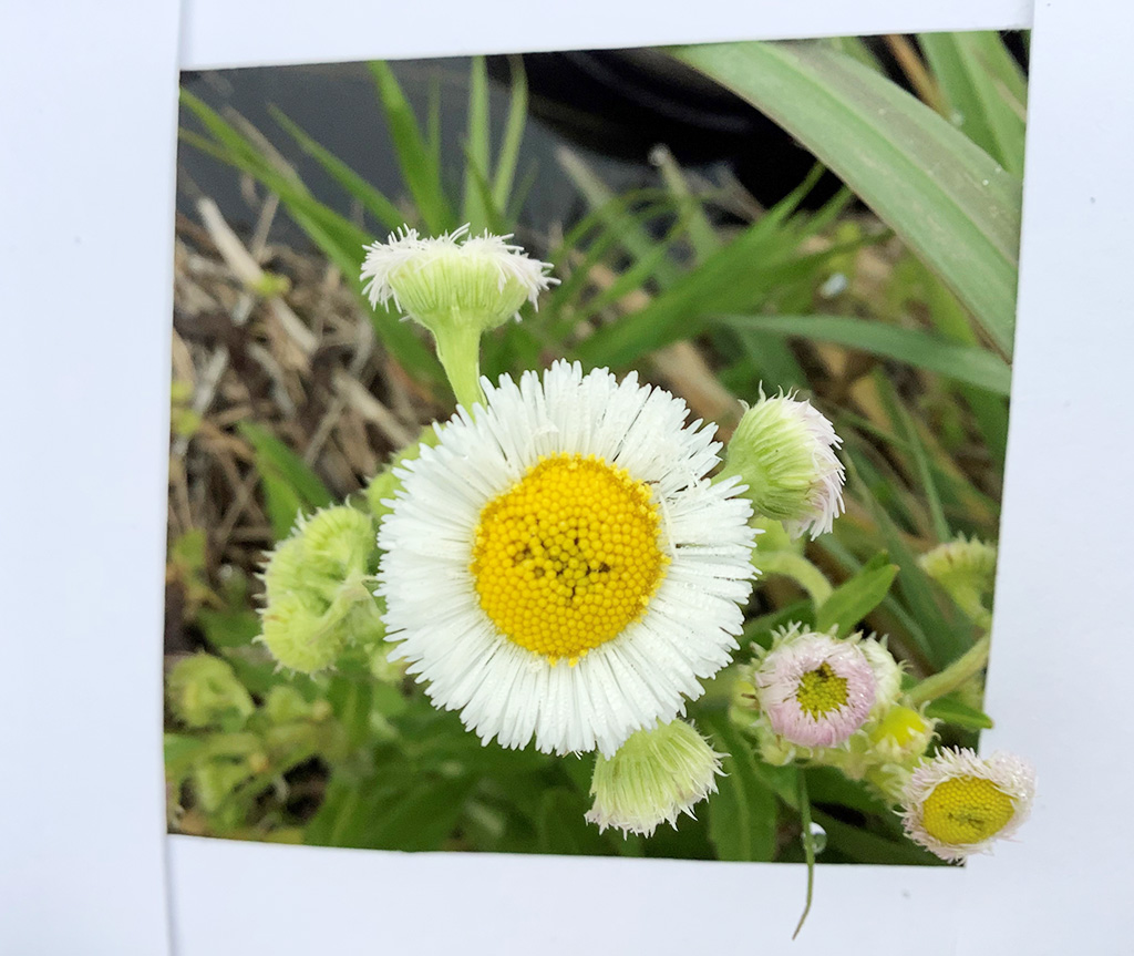 ネイチャーゲーム