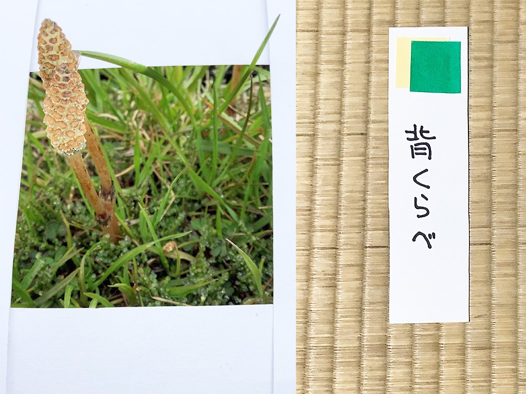 森の美術館でつくしが2本伸びている様子/ネイチャーゲーム