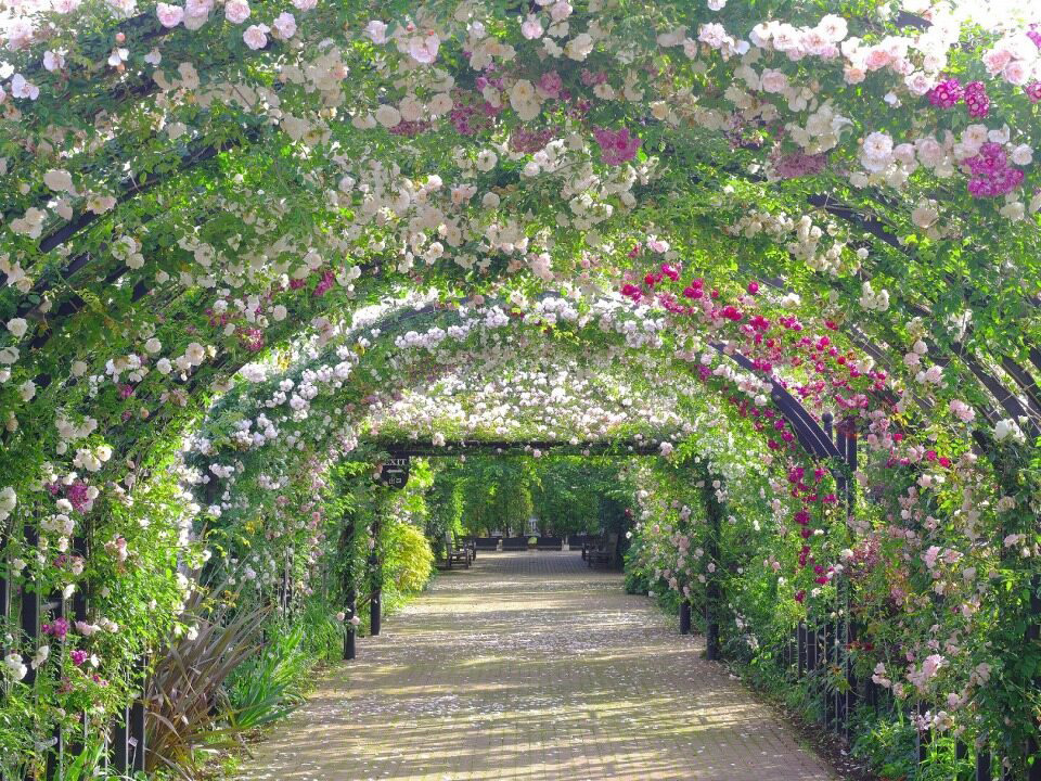 横浜イングリッシュガーデン/横浜ローズウィーク(神奈川県/横浜市)