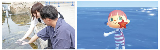 「ラコスケのホタテ探し」/あつまれ どうぶつの森 × 横浜・八景島シーパラダイス はっけい島 海の生きもの ふれあい展(神奈川県/横浜市)