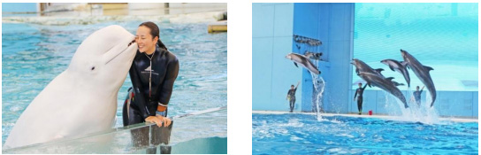 「海の動物たちのショー」/あつまれ どうぶつの森 × 横浜・八景島シーパラダイス はっけい島 海の生きもの ふれあい展(神奈川県/横浜市)