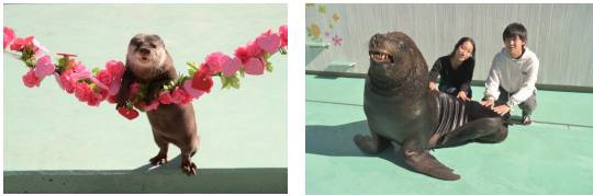 「アニマルパフォーマンス」/あつまれ どうぶつの森 × 横浜・八景島シーパラダイス はっけい島 海の生きもの ふれあい展(神奈川県/横浜市)