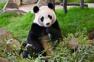 日本の動物園にいるジャイアントパンダ6頭の名前は?パンダの歴史・特徴・生態も解説