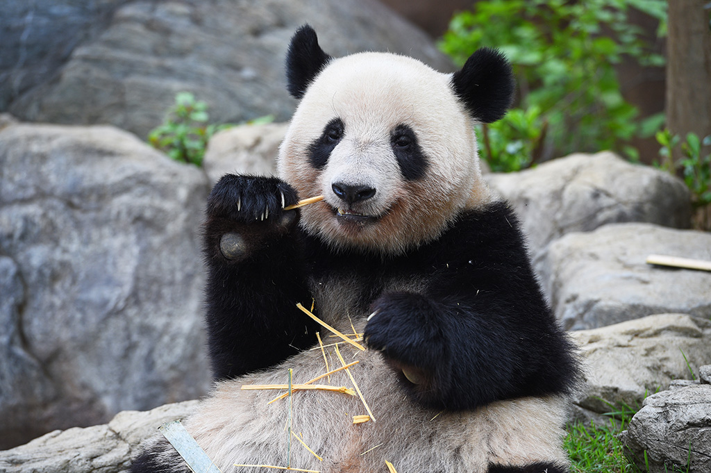 東京都恩賜上野動物園のジャイアントパンダ「レイレイ(蕾蕾)」