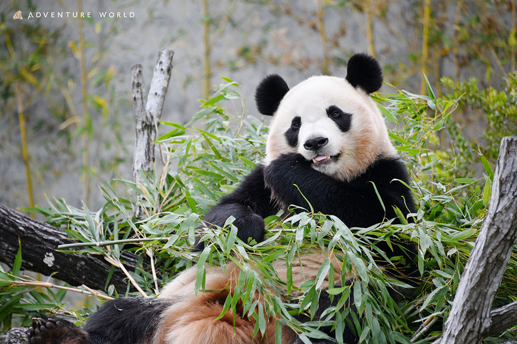 アドベンチャーワールドのジャイアントパンダ「楓浜(ふうひん)」