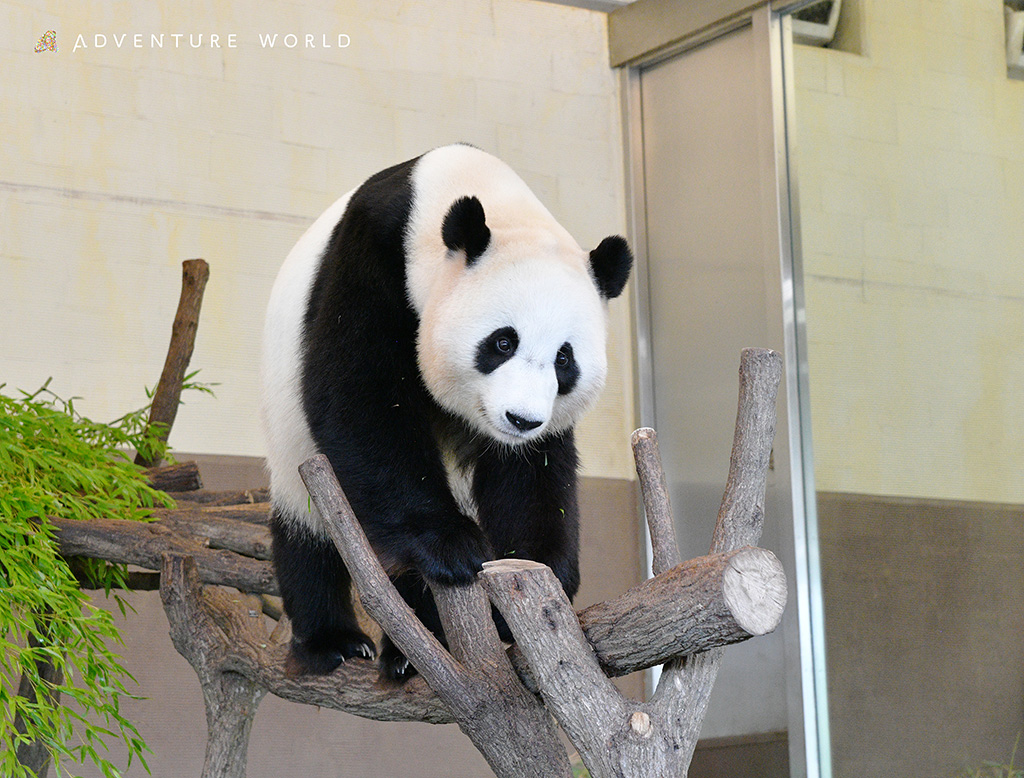 アドベンチャーワールドのジャイアントパンダ「結浜(ゆいひん)」