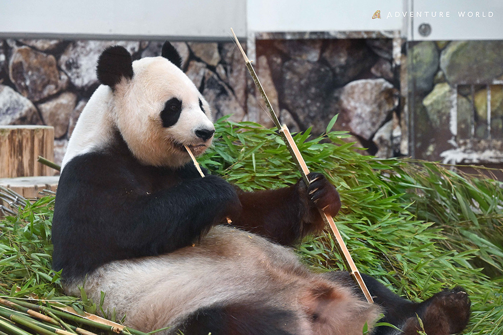 アドベンチャーワールドのジャイアントパンダ「良浜(らうひん)」
