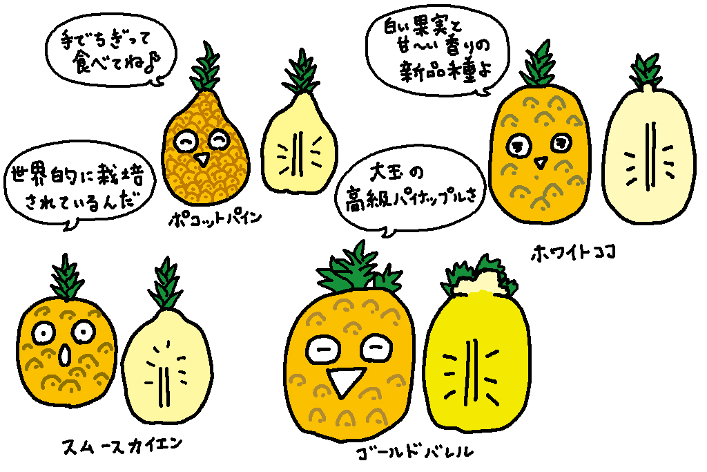 沖縄県の特産品「パイナップル」様々な品種