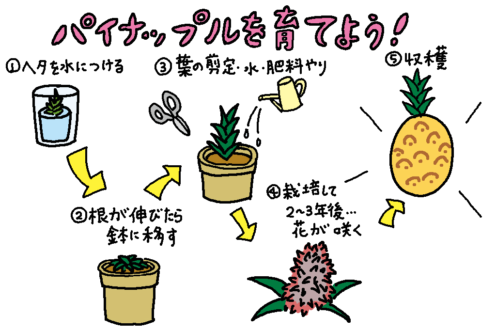 沖縄県の特産品「パイナップル」自家栽培の方法