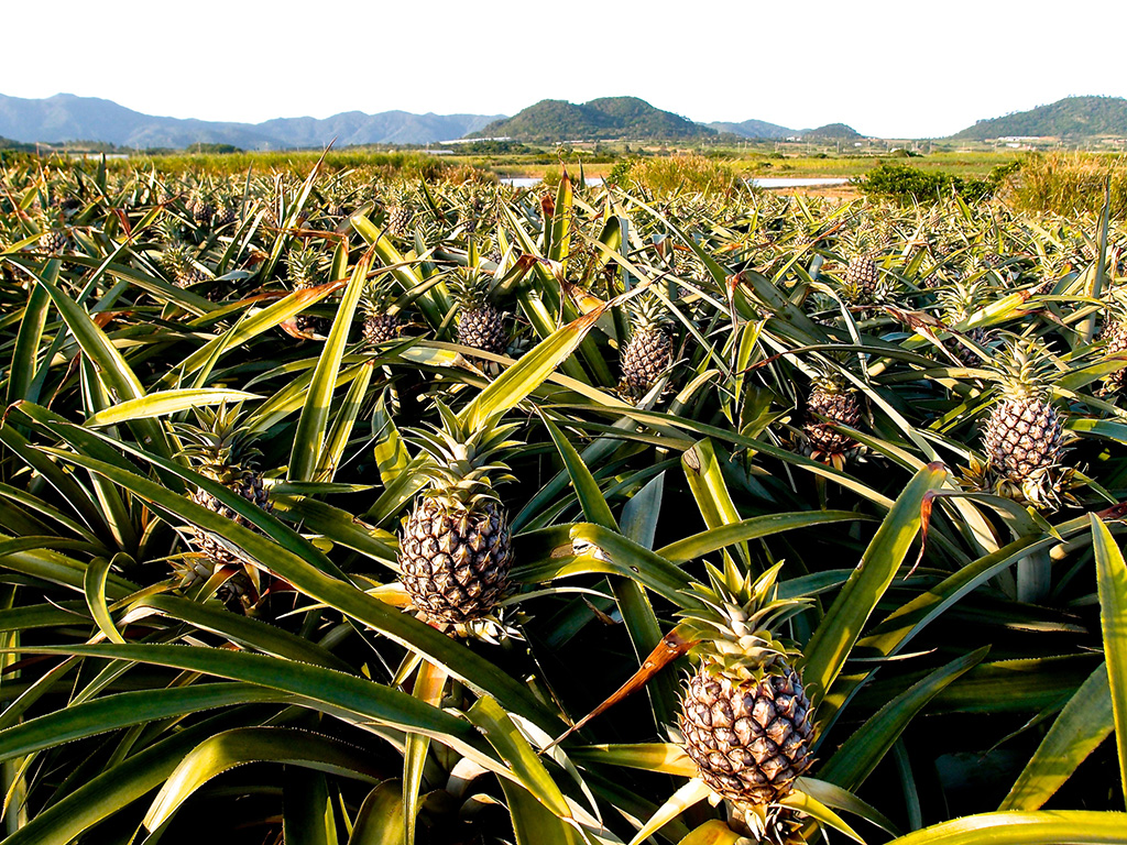 パイナップル畑（イメージ）
