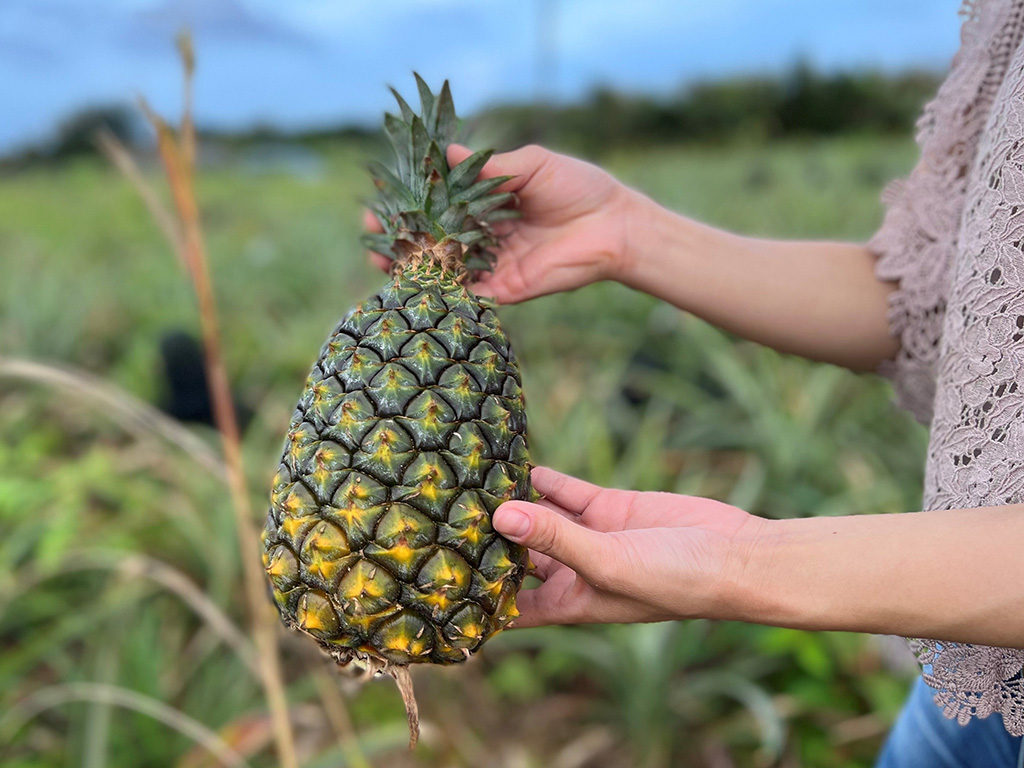 道の駅やんばるパイナップルの丘 安波（沖縄県/国頭村）