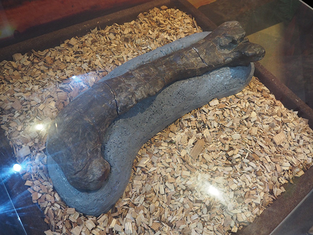 ダイナソーアドベンチャーツアー大恐竜パーク「アロサウルスの大腿骨」/BIGHOPガーデンモール印西（千葉県）