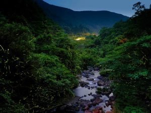 佐賀県のホタル観賞スポット・ホタル祭り!ゲンジボタルが舞う武雄や嬉野など