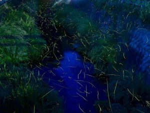 大分県のホタル観賞スポット・ホタル祭り!ゲンジボタルが舞う由布院温泉など