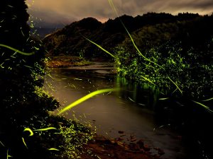 鹿児島県のホタル観賞スポット・ホタル祭り!時期は5月中旬から6月上旬頃