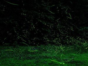 新潟県のホタル観賞スポット・ホタル祭り!長岡・十日町・上越など