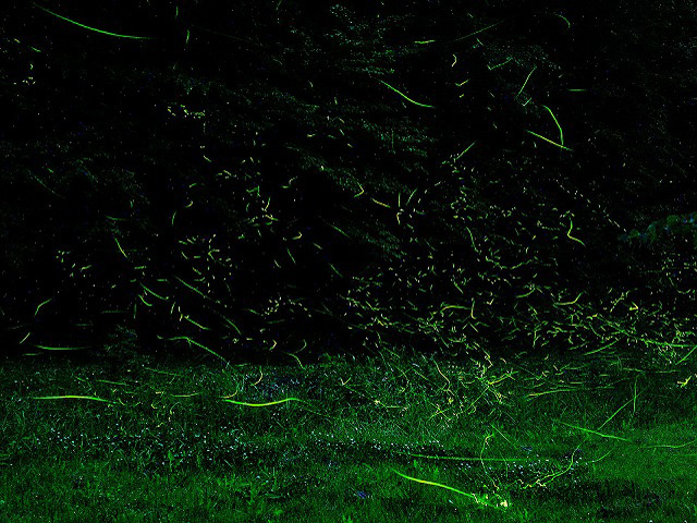 雪国植物園（新潟県／長岡市）