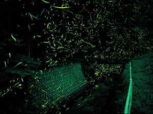 山梨県のホタル観賞スポット・ホタル祭り!万力公園や身延町一色地区など