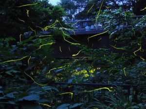 静岡県のホタル観賞スポット・ホタル祭り!伊豆・三島・熱海など