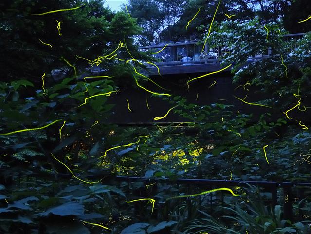天城ほたる鑑賞（静岡県／伊豆市）