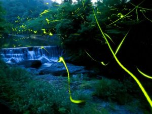 三重県のホタル観賞スポット・ホタル祭り!鈴鹿・榊原温泉など