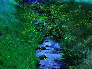 島根県のホタル観賞スポット!ゲンジボタルが舞う大東・津和野など