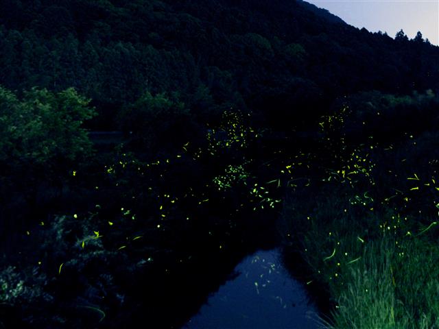 音信川・大寧寺川（山口県／長門市）