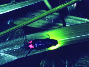 和歌山県のホタル観賞スポット・ホタル祭り!貴志川沿いの公園にはほたるの館も