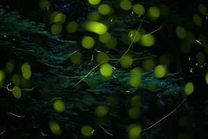 兵庫県のホタル観賞スポット!ほたるの里 奥米地を舞うゲンジボタルなど