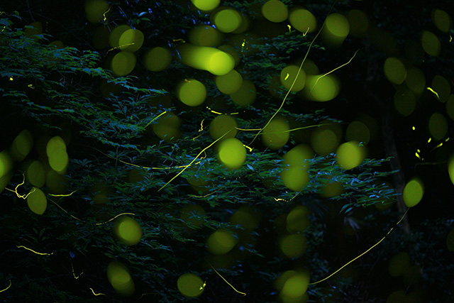 兵庫県のホタル観賞スポット！ほたるの里 奥米地を舞うゲンジボタルなど