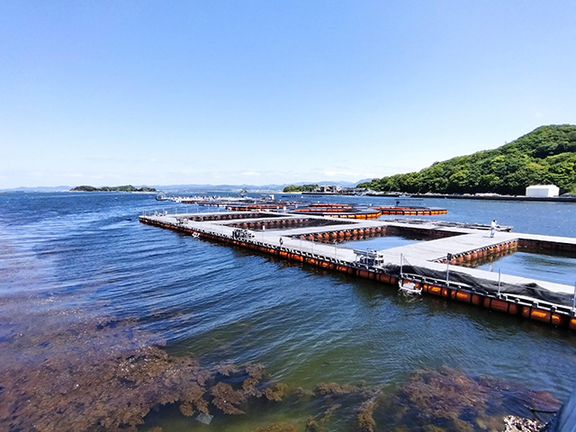 「カタタの釣堀」/とれとれパーク（和歌山県/白浜町）