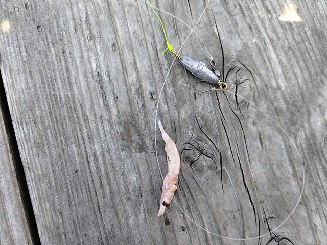 「カタタの釣堀」エサのエビ/とれとれパーク（和歌山県/白浜町）